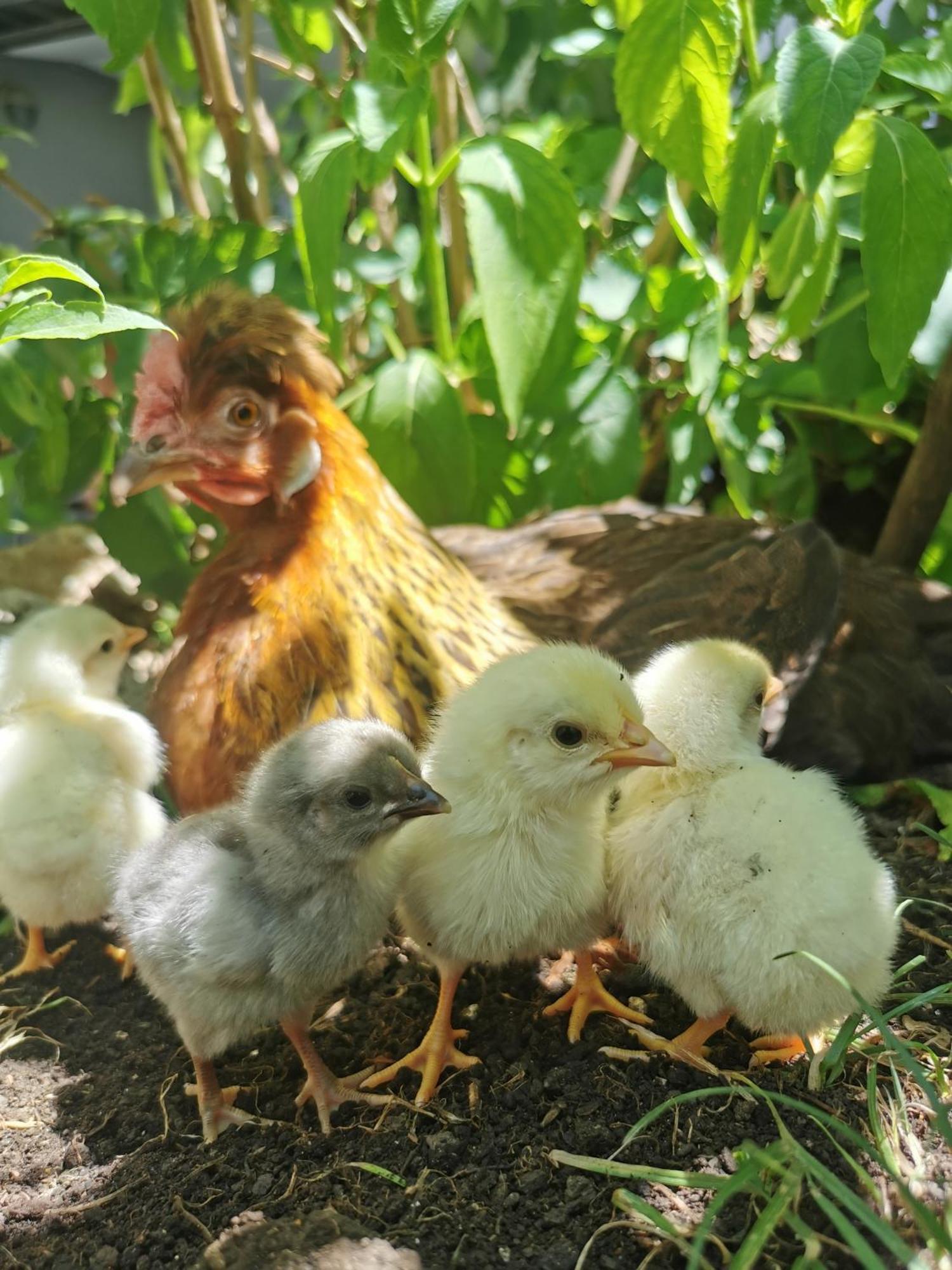 Farm Stay Pri Cepcovih Golac Екстериор снимка